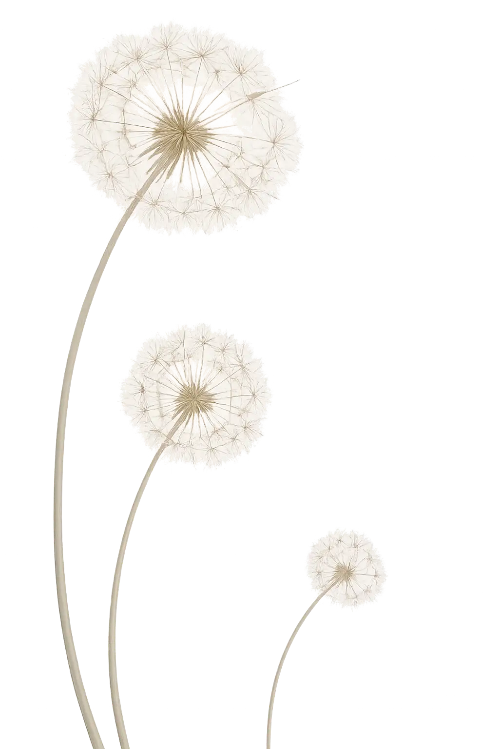 dandelion